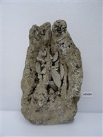 闊葉樓梯草藏品圖，第1張